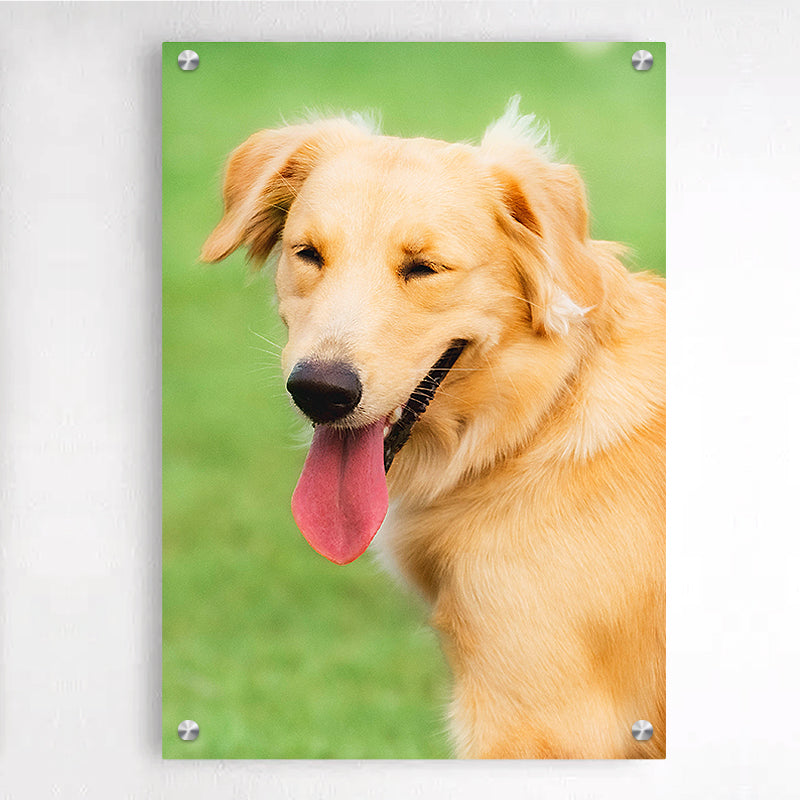Custom Dog Plexiglass Floating Frames Art, Personalized Pet Portrait Acrylic Wall Painting - The Pet Pillow