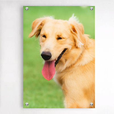 Custom Dog Plexiglass Floating Frames Art, Personalized Pet Portrait Acrylic Wall Painting - The Pet Pillow