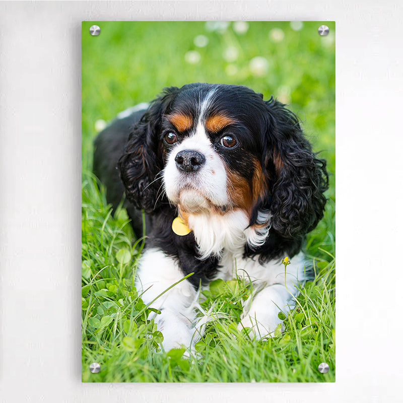 Custom Dog Plexiglass Floating Frames Art, Personalized Pet Portrait Acrylic Wall Painting - The Pet Pillow